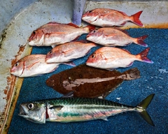 タイの釣果