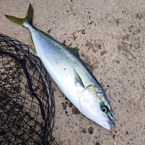 釣果