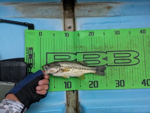 ラージマウスバスの釣果