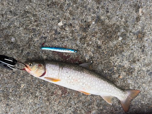 アメマスの釣果