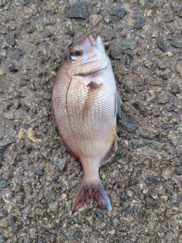 チャリコの釣果
