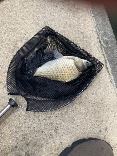 ヘラブナの釣果