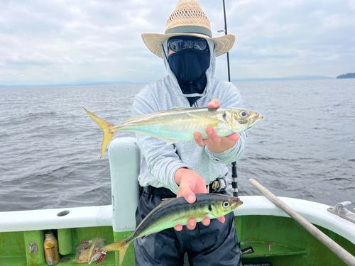 マアジの釣果