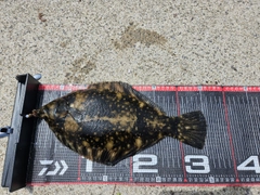 クロガシラガレイの釣果