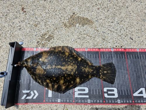クロガシラガレイの釣果