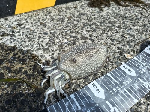 シリヤケイカの釣果