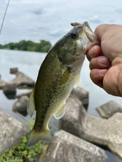 ラージマウスバスの釣果