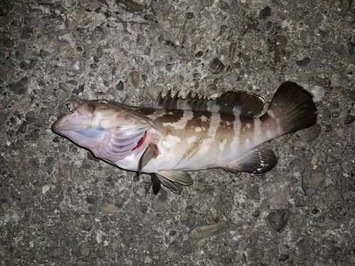 クエの釣果