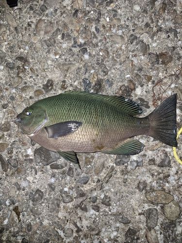 グレの釣果