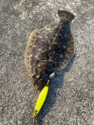ソゲの釣果
