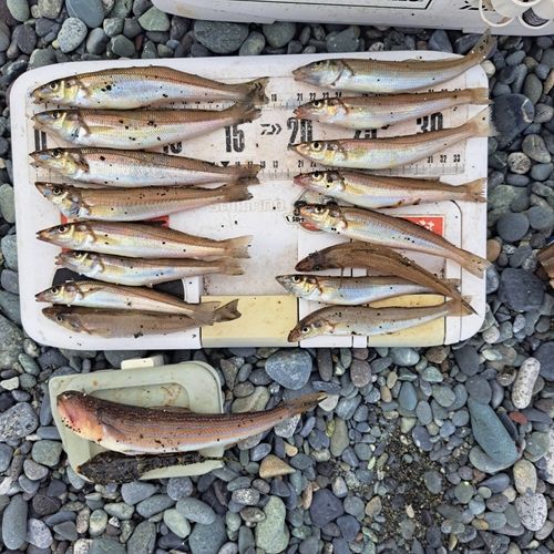 シロギスの釣果