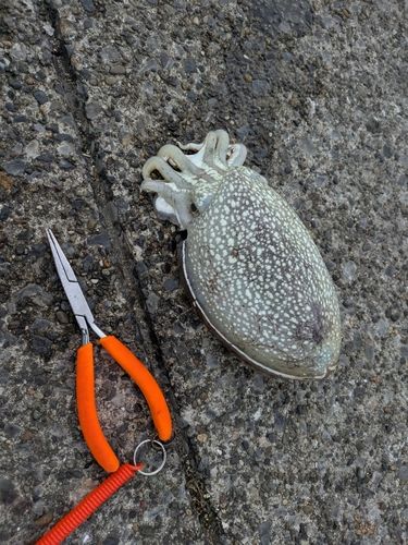 シリヤケイカの釣果