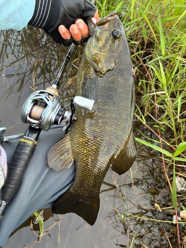 スモールマウスバスの釣果