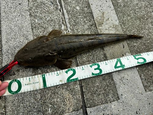 マゴチの釣果
