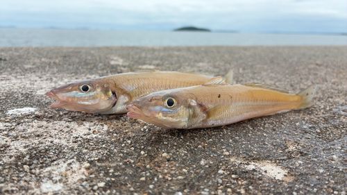 キスの釣果