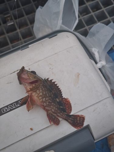 カサゴの釣果