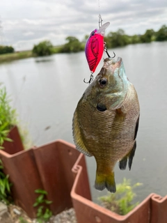 ブルーギルの釣果