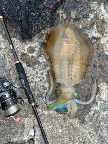 アオリイカの釣果