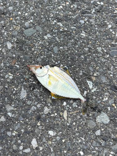 ヒイラギの釣果