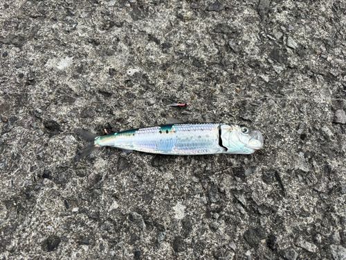 イワシの釣果