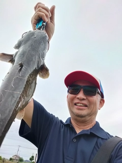 ナマズの釣果