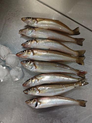 キスの釣果
