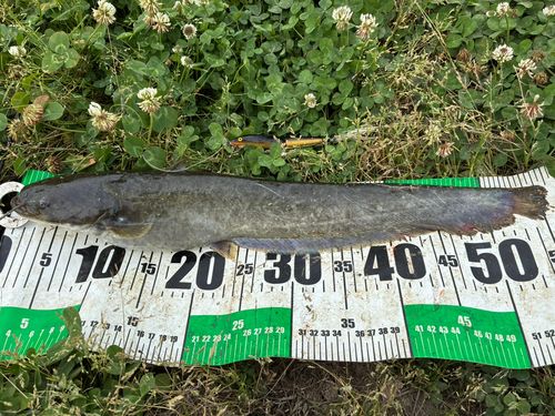 ナマズの釣果