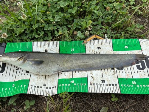 ナマズの釣果