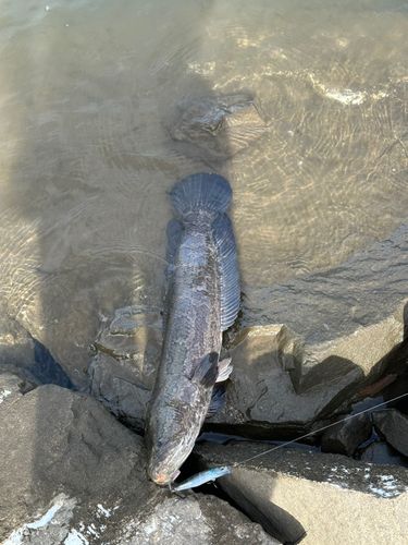 ライギョの釣果