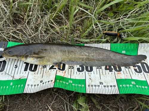ナマズの釣果