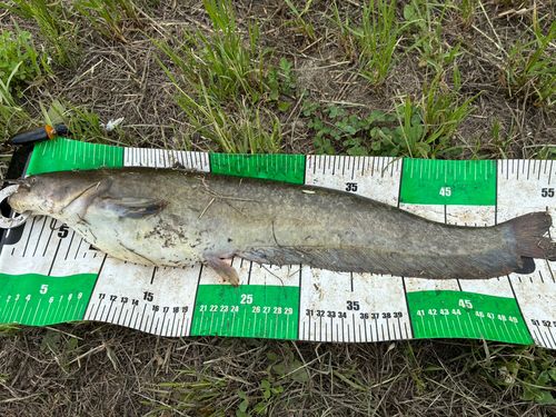 ナマズの釣果