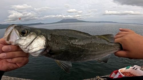 スズキの釣果