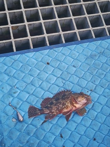 カサゴの釣果