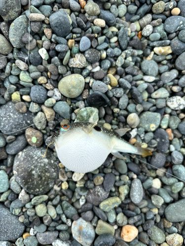 クサフグの釣果