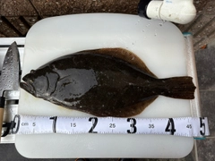 ヒラメの釣果