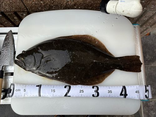 ヒラメの釣果