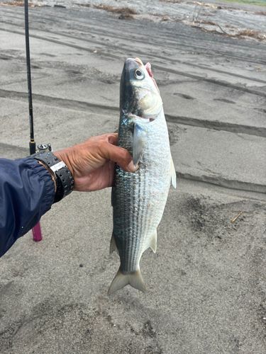ボラの釣果