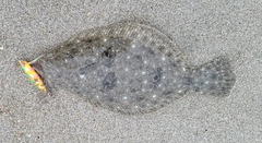ソゲの釣果