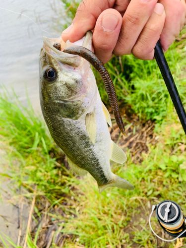 ラージマウスバスの釣果