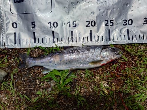ヤマメの釣果