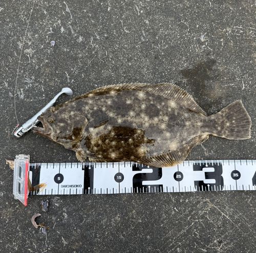 ヒラメの釣果