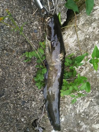 マナマズの釣果