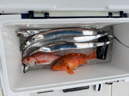 タチウオの釣果