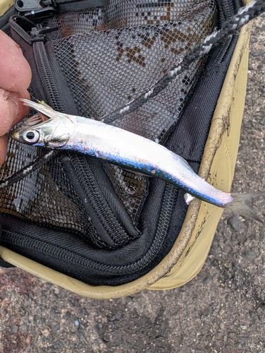 カタクチイワシの釣果