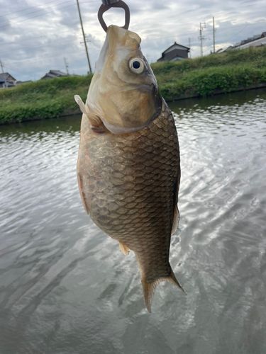ギンブナの釣果