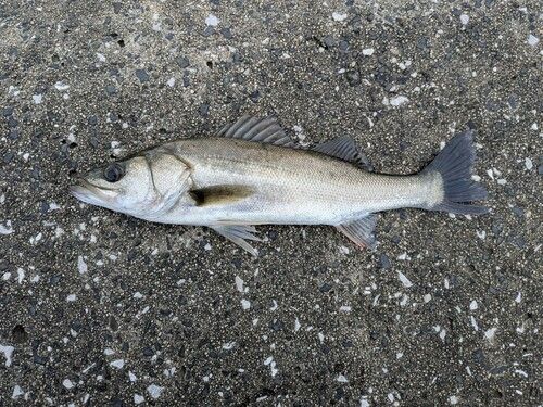 セイゴ（マルスズキ）の釣果