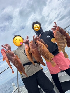 アコウの釣果