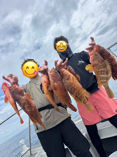 アコウの釣果