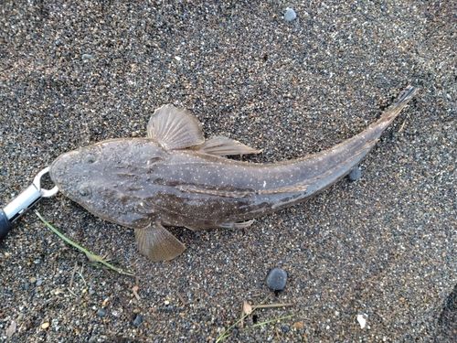 マゴチの釣果