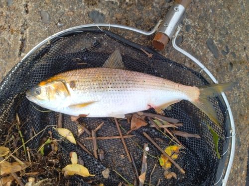 コノシロの釣果